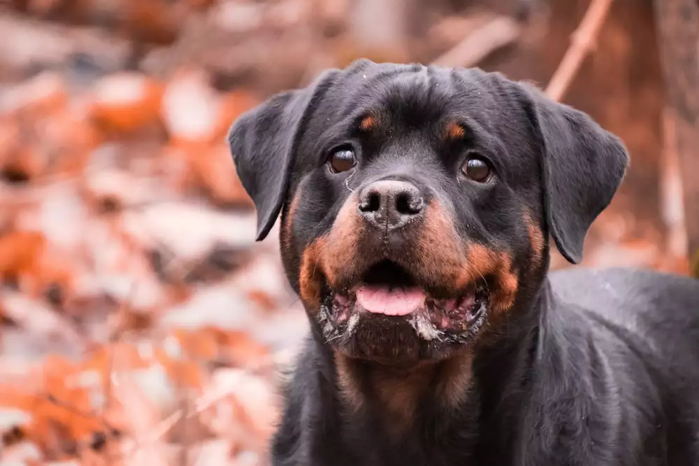 Rottweiler